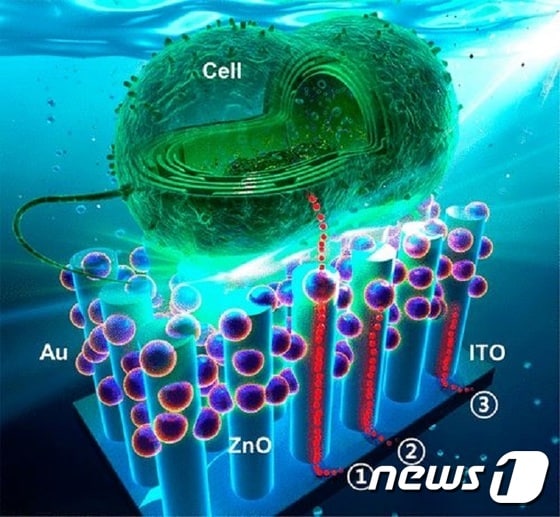 송영석 교수가 개발한 ‘하이브리드 나노 구조체’. 나노입자(보라색 동그라미)와 산화아연 나노막대에 녹조(cell)를 넣어 전기에너지(빨간색)를 추출한다. © News1 