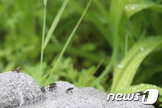 대구 수성구 욱수동 망월지에 비가 내리는 가운데 서식지인 욱수골을 찾아가는 새끼 두꺼비. 2020.5.15/뉴스1 © News1 공정식 기자