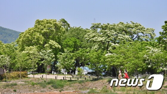 지난 1일 대구 달성군 옥포읍 교항리에 있는 이팝나무 군락지 모습.(달성군청 제공)© 뉴스1