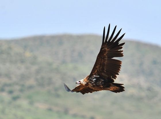 멸종위기 야생생물 2급 독수리. (사진=국립생태원) © 뉴스1