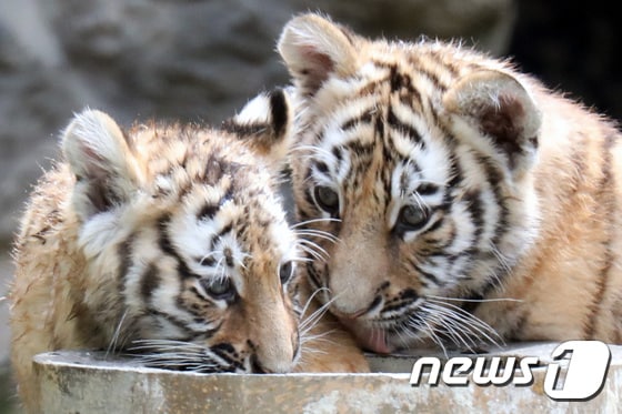 에버랜드에서 아기 한국 호랑이 남매가 장난을 치며 놀고 있다. © News1 조태형 기자