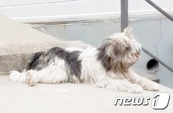 지난 17일 구조된 강아지 뽀삐. 사진 동물구조119 제공 © 뉴스1
