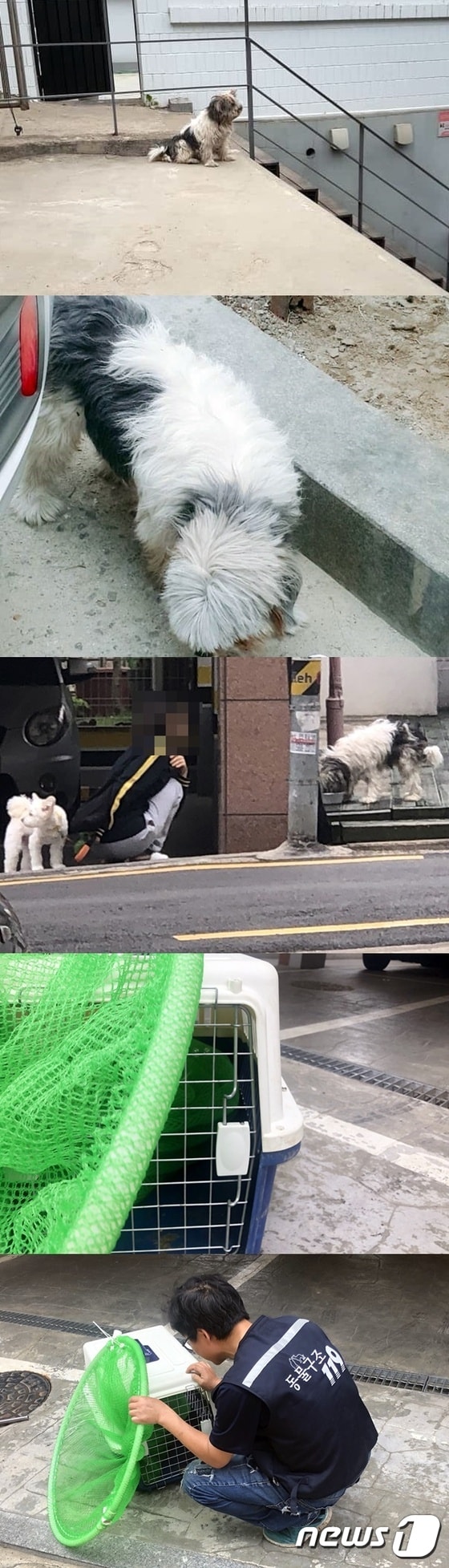 지난 17일 구조된 강아지 뽀삐. 사진 동물구조119 제공 © 뉴스1
