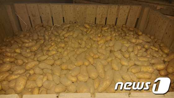 프랑스 북부 오드파릉스 지역 한 농민 창고에 남이 있는 감자.© 정경화 통신원 제공=뉴스1