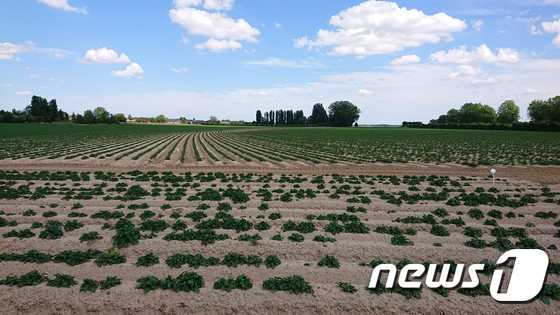 프랑스 북부 오드프랑스 지역 감자 재배지 © 정경화 통신원 제공=뉴스1
