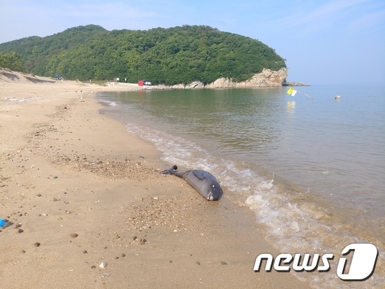 30일 오전 전북 부안군 고사포해수욕장에서 발견된 멸종위기종 돌고래 상괭이 사체.(시민 제공)2020.5.30/© 뉴스1