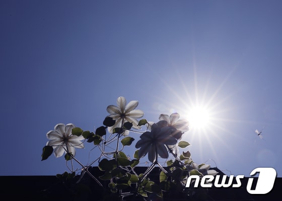 전국적으로 화창한 날씨를 보인 6일 서울 용산구 한 화단에 활짝 핀 흰꽃 위로 파란하늘이 펼쳐져 있다. 2020.5.6/뉴스1 © News1 송원영 기자