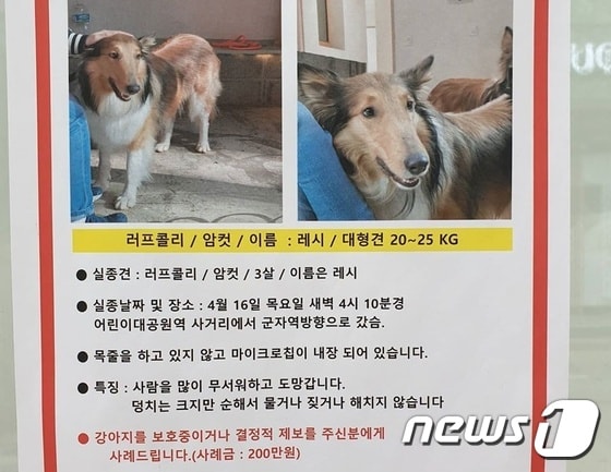 실종 강아지를 찾는 전단지. 사진 한국애견협회 제공 © 뉴스1