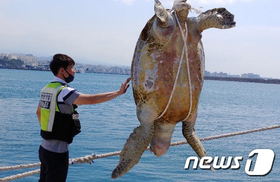 제주해양경찰서 관계자가 지난 9일 오전 제주항에서 발견된 보호대상해양생물 푸른바다거북 사체를 인양하고 있다.(제주해양경찰서 제공)2020.6.10 /뉴스1 © News1
