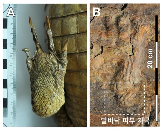 악어 발자국