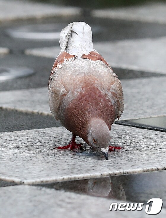 호주에서 미국 태평양을 횡단해 방역 수칙을 위반한 비둘기가 안락사를 당하게 됐다. 사진은 기사와 관계 없음.  © News1 김진환 기자