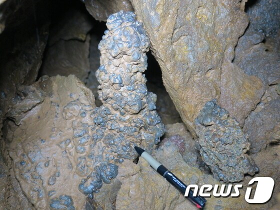 제주 서부지역의 한 천연동굴에서 확인한 동굴생성물인 용암석주.(제주도 제공) /© 뉴스1