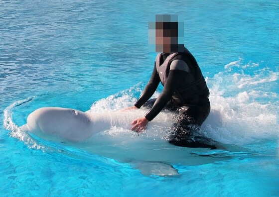 한 성인 남성이 벨루가(흰돌고래)의 등에 앉아 있다. 사진 거제씨월드 홈페이지 © 뉴스1
