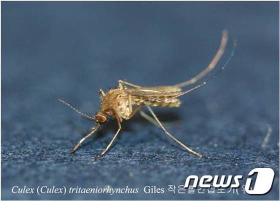 일본뇌염 매개 모기인 ''작은빨간집모기'./© 뉴스1