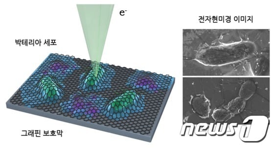그래핀 액상 셀을 이용한 세포 관찰 방법에 대한 모식도와 이를 이용해서 관찰한 살아있는 세포의 주사전자현미경 이미지(KAIST 제공)© 뉴스1