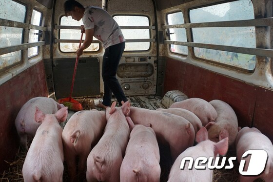중국 광시성 바이스의 한 돼지 농장에서 근무자가 사육시설을 청소하고 있다. © 로이터=뉴스1 자료사진