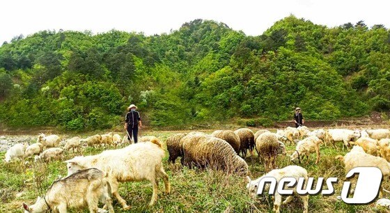 북한 "인공풀판 조성해 가축 이동방목 조건 마련"