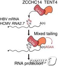 TENT4 단백질, ZCCHC14 단백질 복합체의 혼합꼬리 생성과 바이러스 RNA 안정화 메커니즘(IBS 제공)© 뉴스1