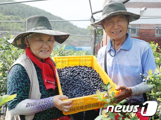 전북 완주에서 진블루베리를 운영하는 박종실(74)·조옥희(68) 부부가 수확한 블루베리를 들고 활짝 웃어보이고 있다.2020.7.9 /© News1 유경석 기자