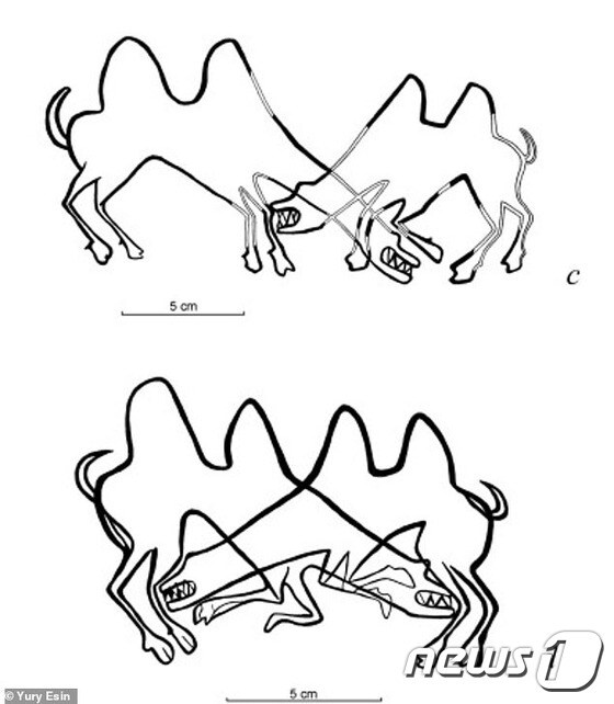 싸우는 두마리 낙타 (유리 에신 트위터)© 뉴스1