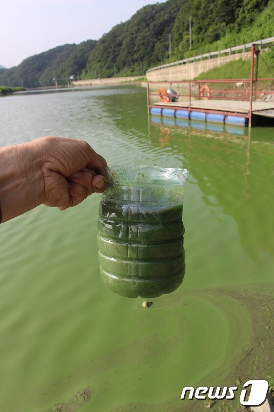 충북 옥천군 군북면 지오리 대청호에서 퍼올린 물이 녹색으로 변해있다. © 뉴스1
