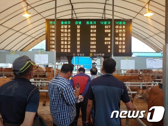 전남 장성군이 지난 5월 황룡우시장에 도입한 최첨단 전자경매시스템이 축산 농가로부터 호평을 받고 있다. /© News1