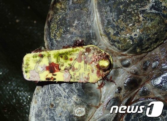 지난 6월9일 제주해상에서 발견된 푸른바다거북 다리에 붙어 있는 일본해양연구소 인식표.(국립해양생물자원관 제공)2020.7.25 /뉴스1© News1