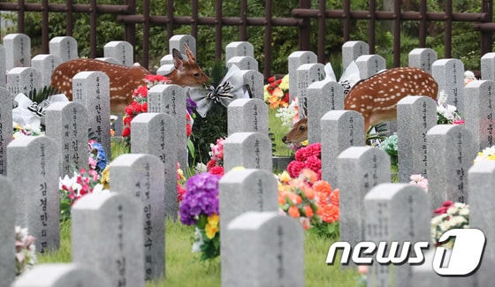 27일 오후 대전 유성구 국립대전현충원에서 꽃사슴 한 쌍이 묘역을 찾아 여유로운 시간을 보내고 있다. 2020.7.27 /뉴스1 © News1 김기태 기자