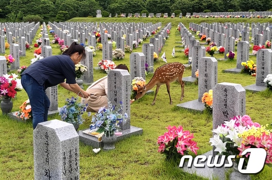 27일 오후 대전 유성구 국립대전현충원에서 꽃사슴 한 마리가 묘역에서 참배객이 주는 먹이를 먹고 있다. 2020.7.27 /뉴스1 © News1 김기태 기자
