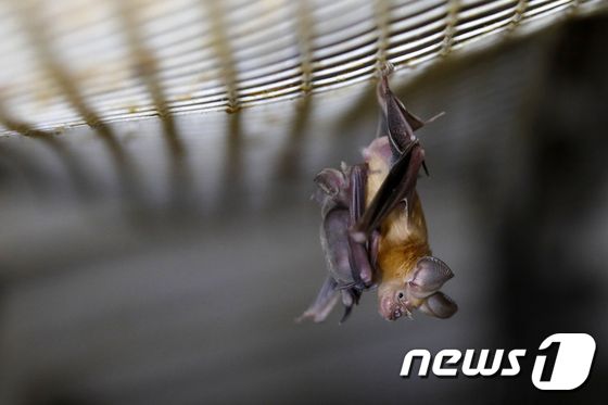 박쥐 © AFP=뉴스1