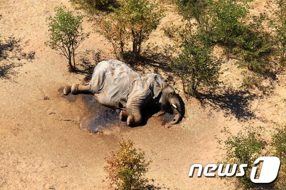 아프리카 보츠와나 오카방고 델타 상공에서 촬영된 코끼리 사체 © 로이터=뉴스1