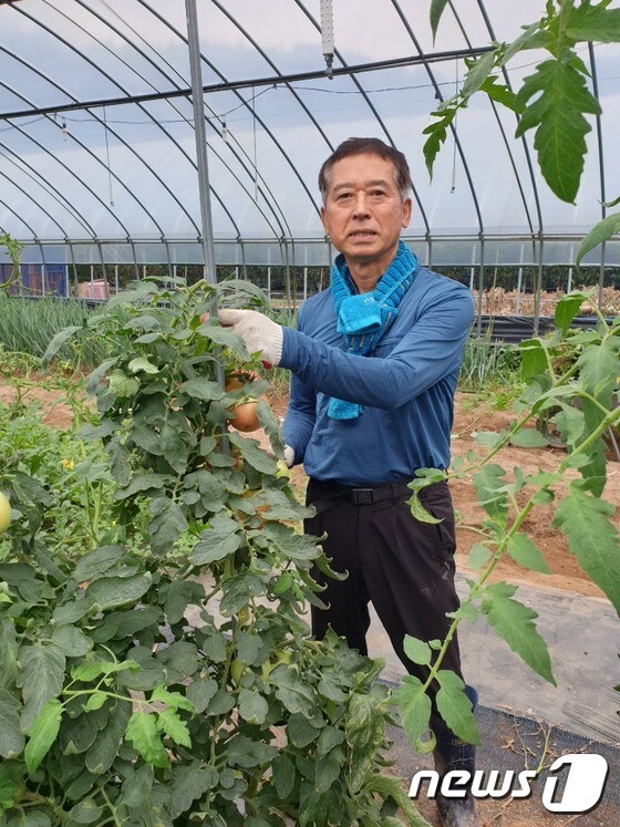 한용석 전 농협대전지역 본부장이 토마토를 따고 있다.© 뉴스1