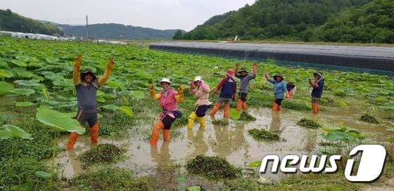 직원들이 연밭 잡초 제거 작업 중 사진 촬영에 포즈를 취하고 있다. © 뉴스1