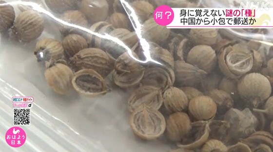 정체불명의 씨앗이 전세계로 배달되고 있다. 출처-NHK 갈무리