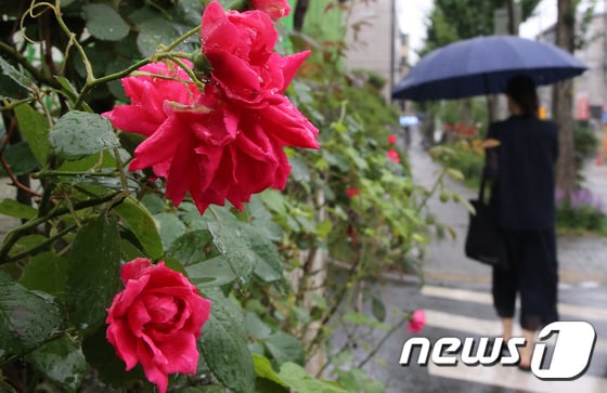 24일 대전·충남은 대체로 흐린 가운데 오후 사이 가끔 비가 내릴 것으로 예보됐다. 대전 서구 도로변에 핀 장미 앞을 시민들이 우산을 쓰고 지나고 있다. /뉴스1 © News1 김기태 기자