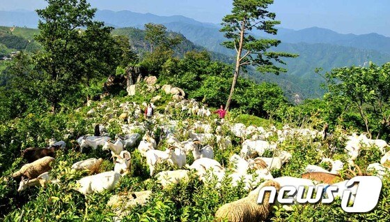 "흰구름마냥 염소떼"…북한 평풍덕염소목장 풍경