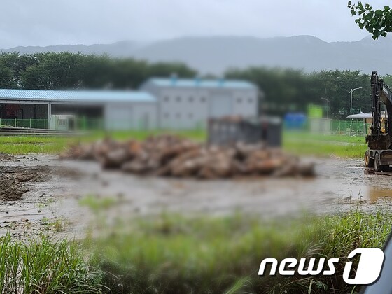 홍수로 폐사한  구례 양정마을의 한우들./뉴스1