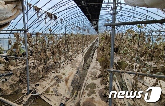 추석 수확을 바라보고 재배하던 전남 곡성의 대표작물 '멜론'이 침수피해로 말라죽었다.(곡성군 제공) © News1