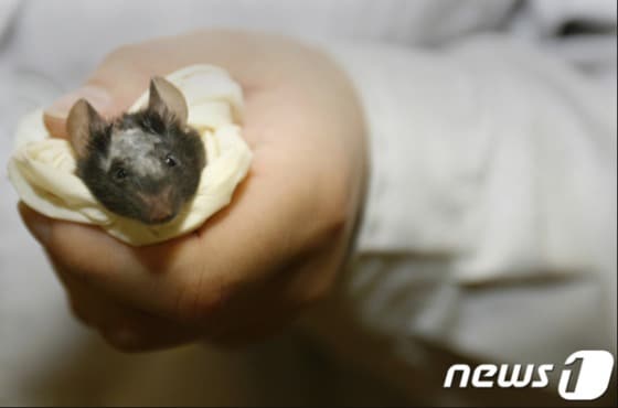 실험용 생쥐 © AFP=뉴스1