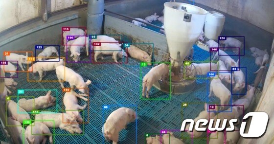 돼지 개체 인식화면.(한국축산데이터 제공)© 뉴스1