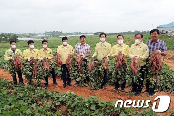 전북 고창군이 황토땅에서 속성기술로 재배한 햇고구마를 3일 첫 수확했다. © 뉴스1