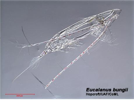 축치해에서 대량 발견된 요각류 동물플랑크톤 '유칼라누스 번지'. (극지연구소 제공) © 뉴스1