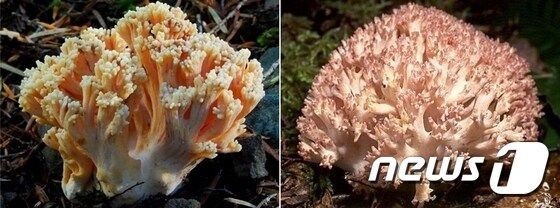충북농업기술원이 추석 명절 전후 독서벗 중독사고 주의를 당부했다. 사진은 독버섯인 붉은싸리버섯(왼쪽)과 식용버섯인 싸리버섯.2021.9.20/© 뉴스1