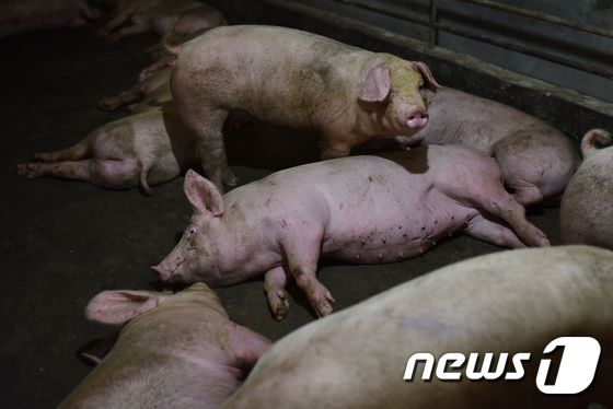 중국 허난성의 한 돼지 농가.© AFP=뉴스1