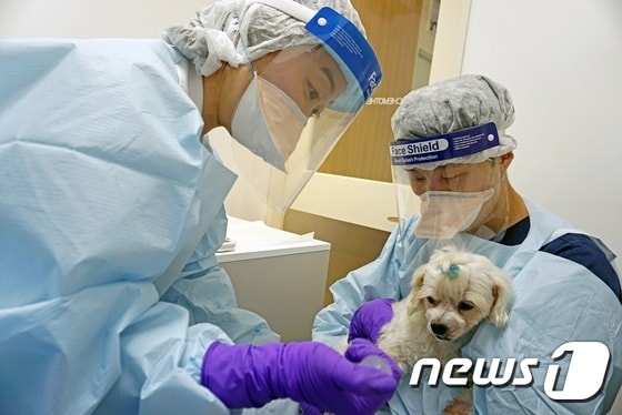 항암치료 중인 강아지. 사진 VIP동물의료센터 제공 © 뉴스1