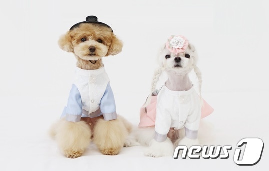 추석 연휴 보내는 강아지. 사진 소노펫클럽&리조트 제공 © 뉴스1