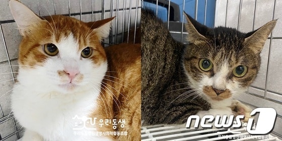 고양이 완두(왼쪽)와 메주. 사진 우리동생 제공 © 뉴스1