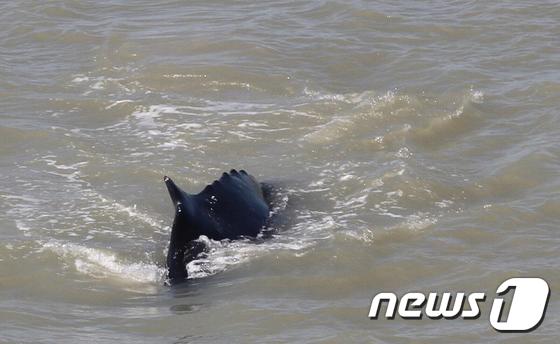 악어강에 잘못 들어온 혹등 고래. (호주 북부 카카두 국립공원) © 뉴스1