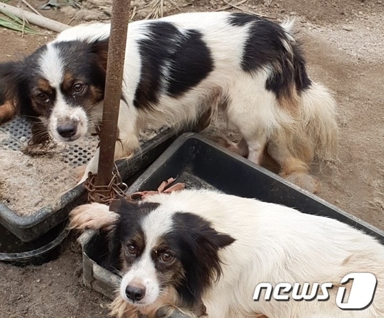 경기 고양시 덕양구에 위치한 비닐하우스 내 묶여 있는 개들. 사진 동물구조119 제공 © 뉴스1