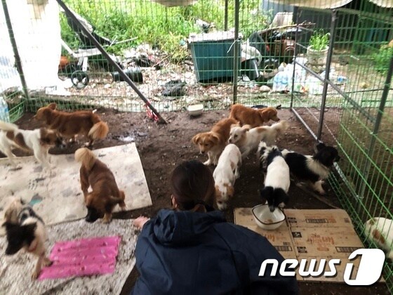 경기 고양시 덕양구에 위치한 비닐하우스 내 살고 있는 개들. 사진 동물구조119 제공 © 뉴스1